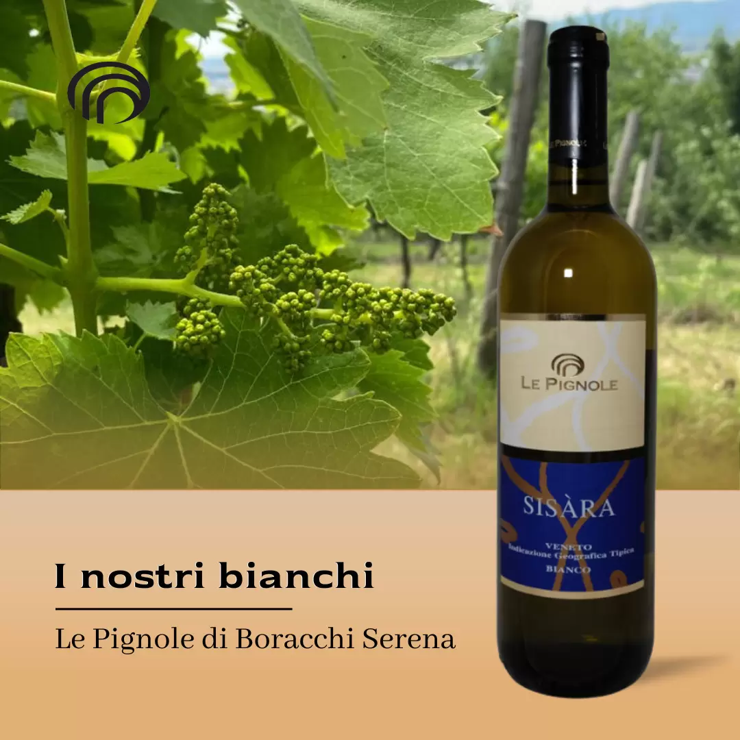 Lesen Sie mehr über den Artikel I nostri vini bianchi