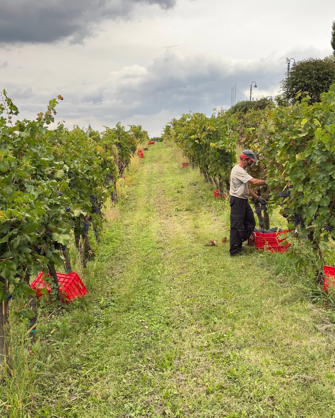 lepignolediboracchiserena_58695993