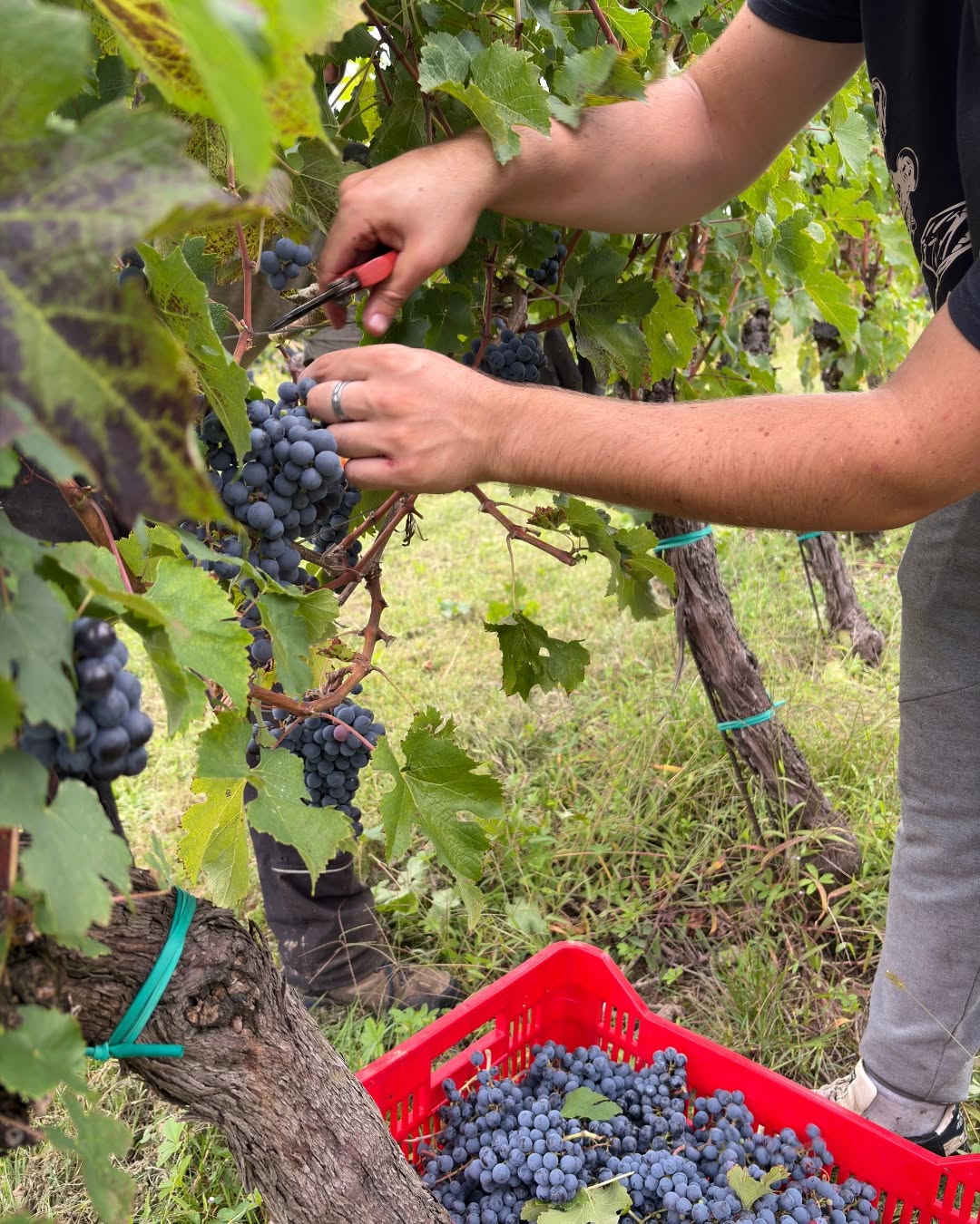 lepignolediboracchiserena_58696043